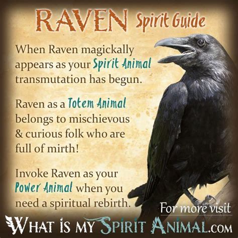 Magic the raven